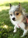 chihuahua long coat |different breeds of dogs pictures| dogs and puppies