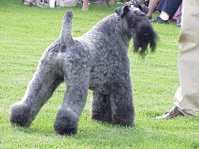 Irish Blue Terrier