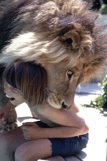 Play with lion