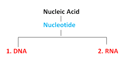 Nucleic Acid