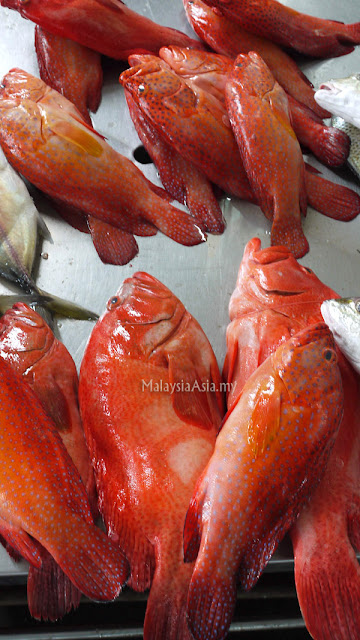 Sandakan Red Grouper