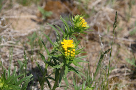 hoary puccoon beginning to bloom