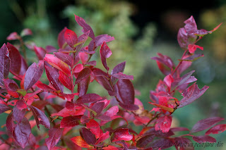 myrtilles automne couleurs petit arbuste fruitier