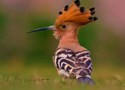 Hoopoe