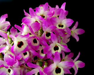 dendrobium orchid