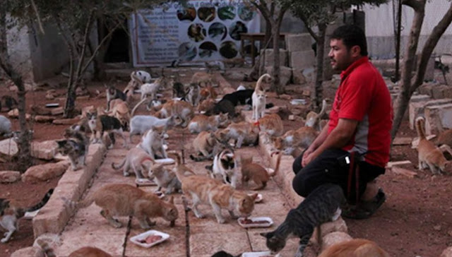 Υποψήφιος για Νόμπελ Ειρήνης ο άνθρωπος που ταΐζει 200 γάτες στο βομβαρδισμένο Χαλέπι. «Η συμπόνια είναι ίδια για όλους…»