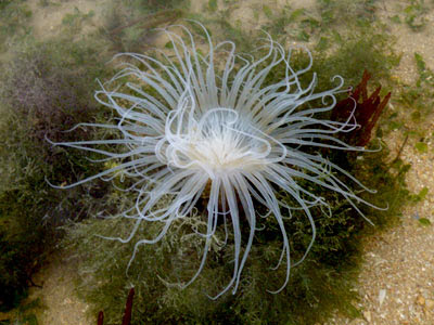 Tube Anemones