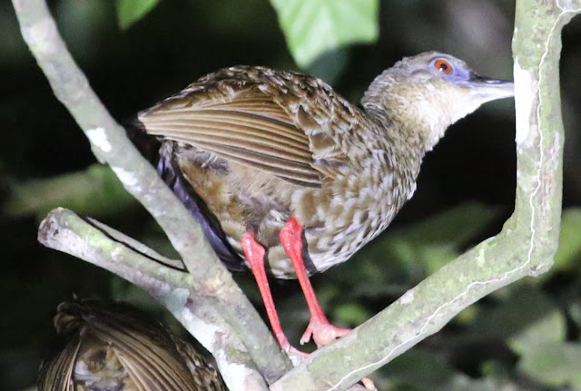 Himantornis haematopus