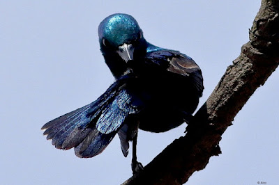 "Purple Sunbird - Cinnyris asiaticus, perched on a branch preening itself.".