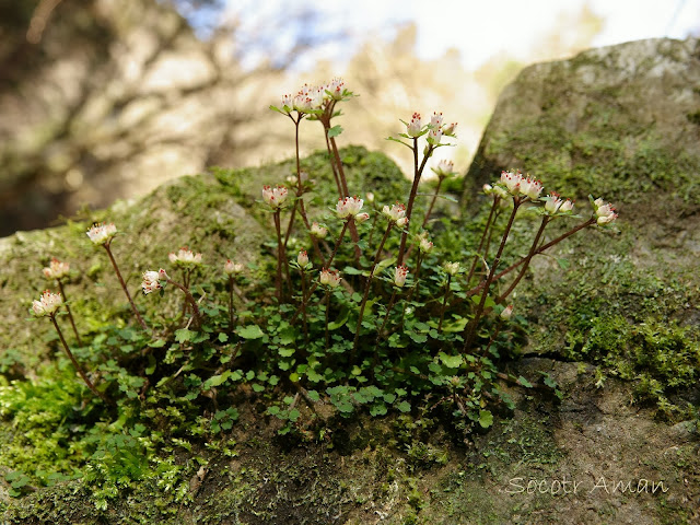 Chrysosplenium album