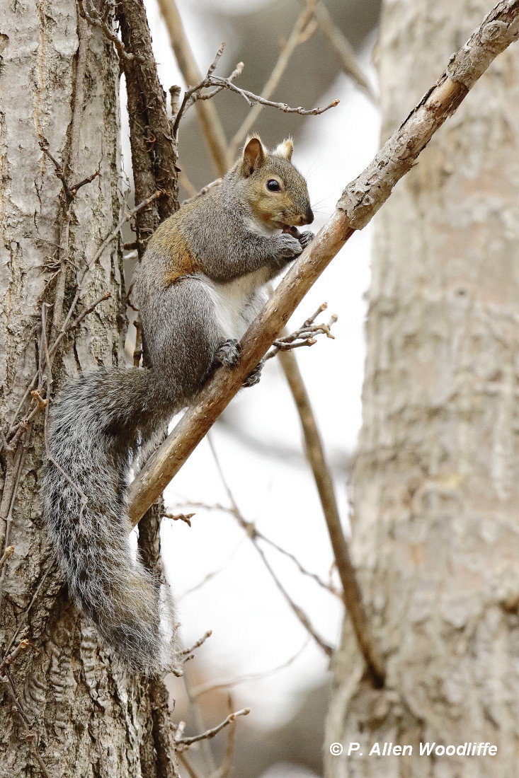 Nature Nuggets: Summer Tanager and little known facts of Washington DC black squirrels, etc.