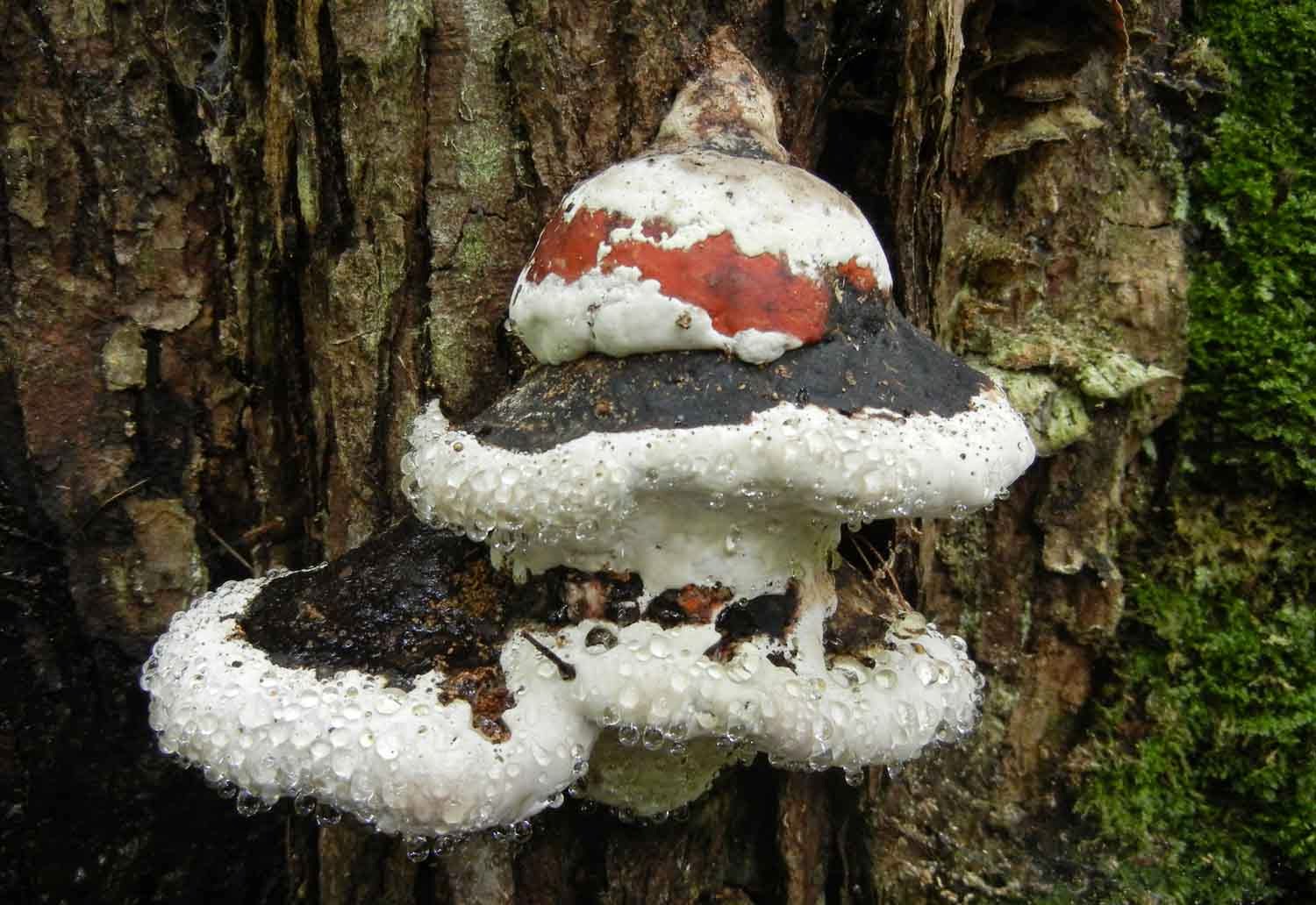 Guttation on Fomitopsis pinicola bracket fungus