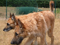 Chien Qui Perd Pas Son Poil