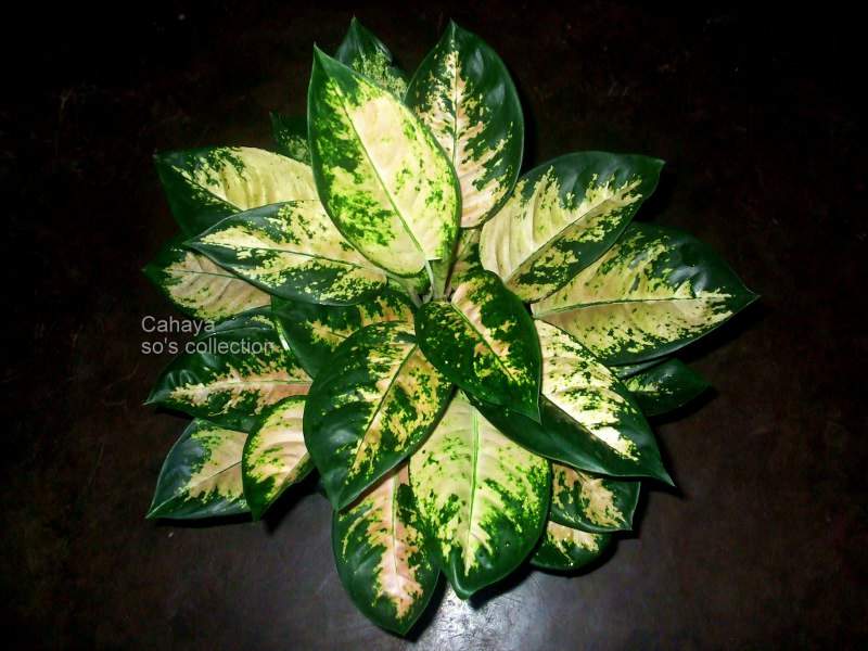 Aglaonema Tanaman Hias Aglaonema