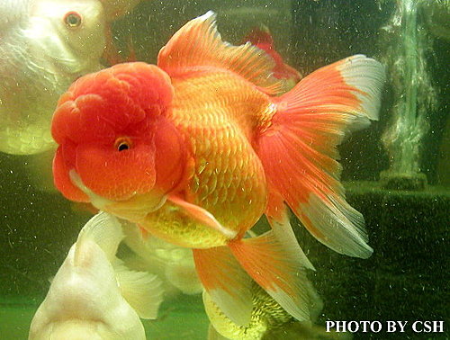 金魚 水族快訊goldfish Aquarium Messages 認識金魚系列 金魚圖鑑 Goldfish Illustrations