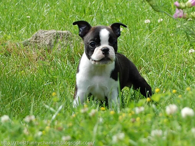 Puppy on grass.