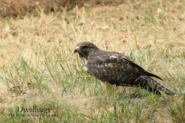 Hawk seen through the kitchen window