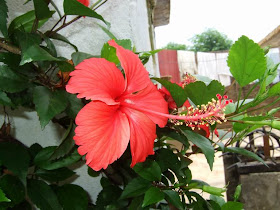 Hibiscus Flower