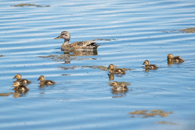 birdwatching, birds, ducks, photography, landscape, travel, California, Eared Grebes, Grebes, ducklings, babies, Golden Eagle