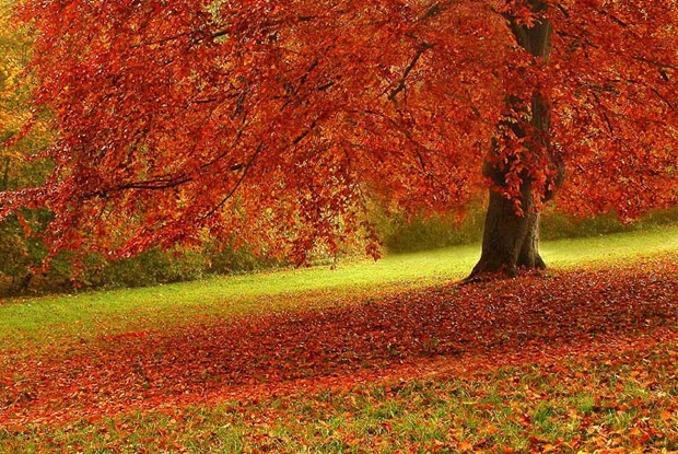 20-Fall-leaves-and-foliage