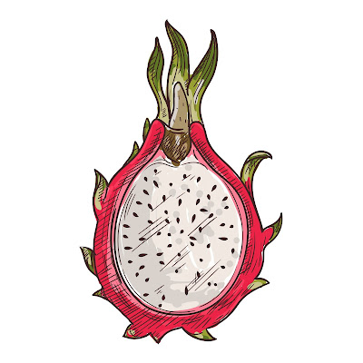 Pencil Sketch and Free Cartoon Images of Dragon Fruit