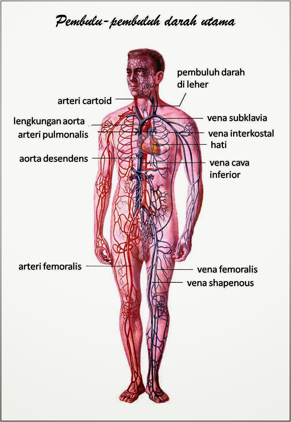 GAMBAR ANATOMI ORGAN TUBUH MANUSIA freewaremini