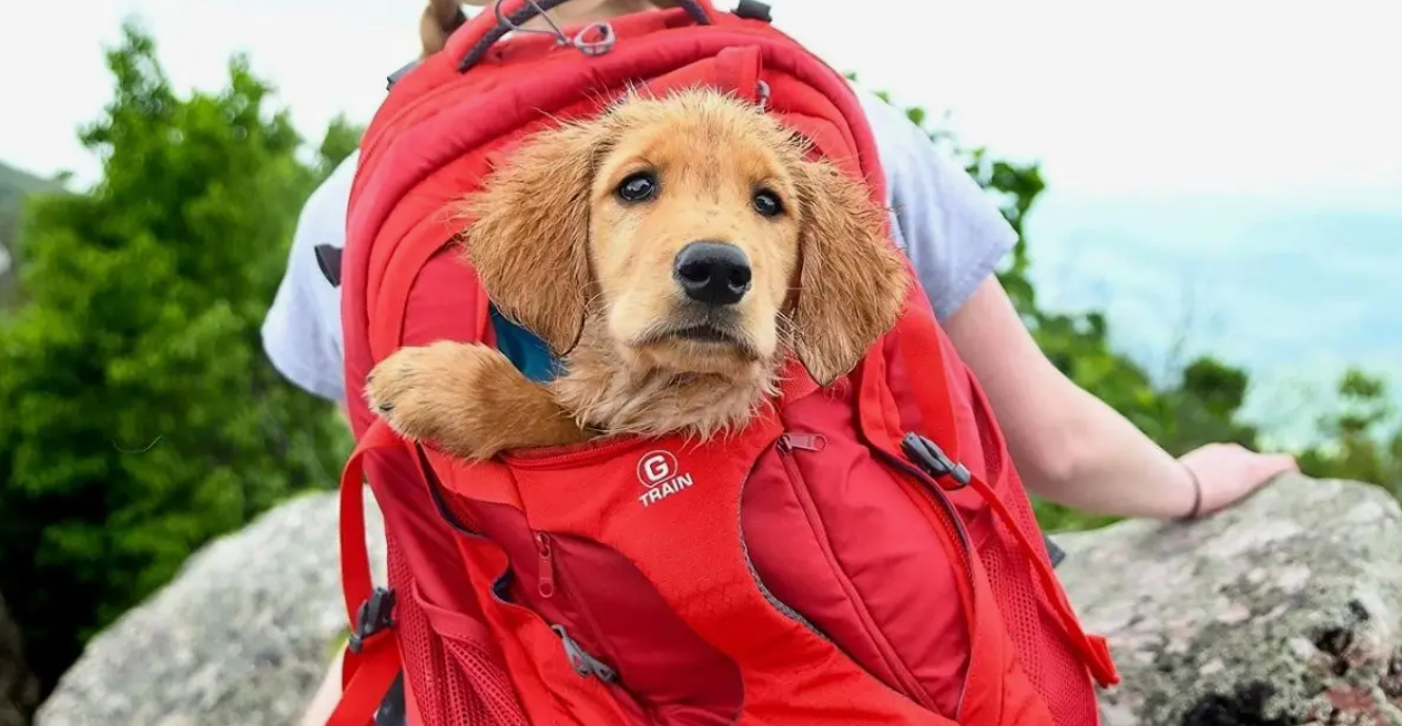 10 Best Dog Backpack Carriers of 2024, Tested and Reviewed