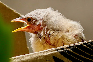 "Jungle Babbler ,- only survivor of the snake attack reared in a box"