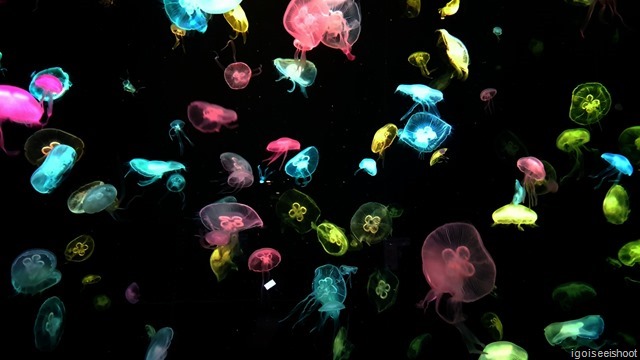 At Ocean Kingdom, several varieties of jellyfishes are housed in a giant tank and nicely illuminated with changing colourful lights.  