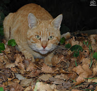 Gato (Felis catus)