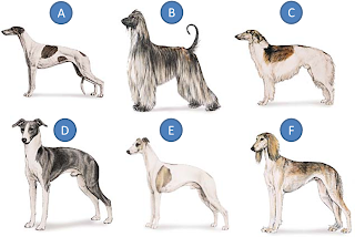 Greyhound, Hound Breeds, US Kennel Club, UK Kennel Club