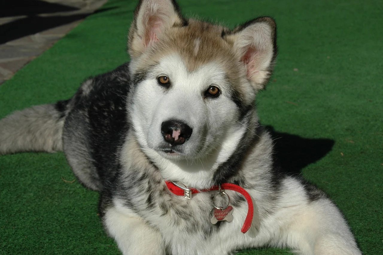 Cách phân biệt chó Husky Siberian và chó Alaskan Malamute