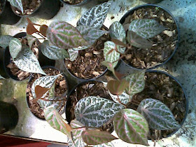 332023 sirihmerah Red betel plant
