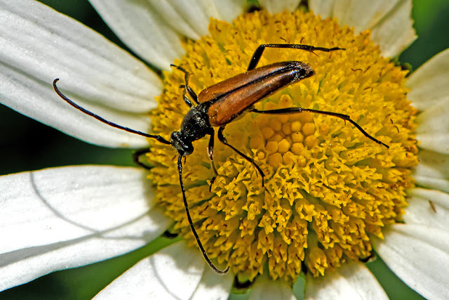Strangalia melanura a flower longhorn beetle