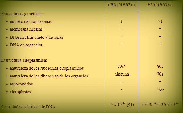 celula procariota y eucariota. Procariotas y Eucariotas