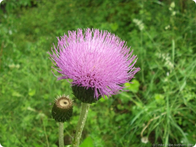 melancholy thistle