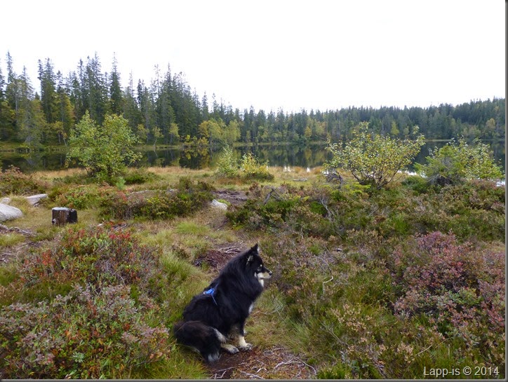 Råsjøen 066