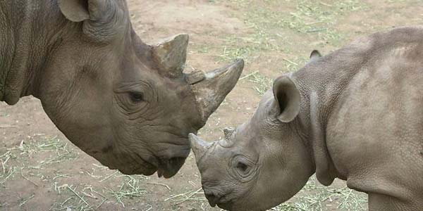 badak hitam afrika resmi punah