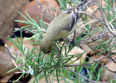 Annieinaustin, female goldfinch on rosemary
