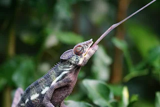 Panther chameleon showing its unique projectile tongue.