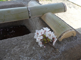 犀川神社　桜
