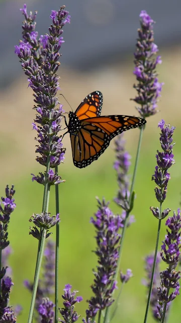 HD Wallpaper Flowers, Insect, Butterfly, Lavender, Macro