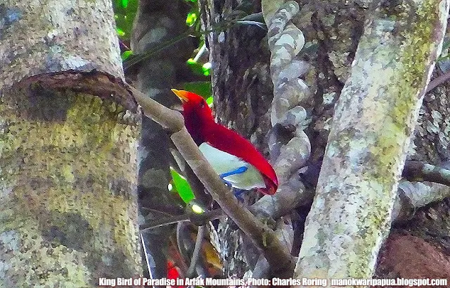 King Bird of Paradise (Cicinnurus regius) - Burung Cendrawasih Raja