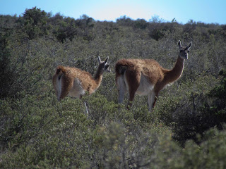 kayaking in patagonia crossing from the andes to the atlantic