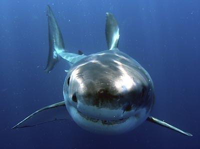 great white shark