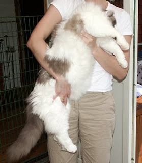 ragdoll cat breed