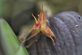 Lepanthes at Orchids of Collpapampa Garden