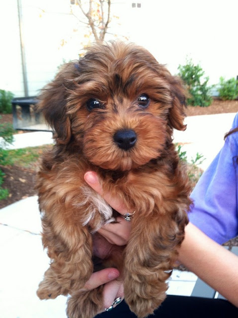 Cheap Yorkie Poo Puppies For Sale Near Me