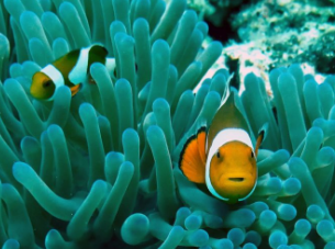 clown fish