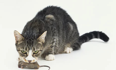 do cats eat real mice whole?